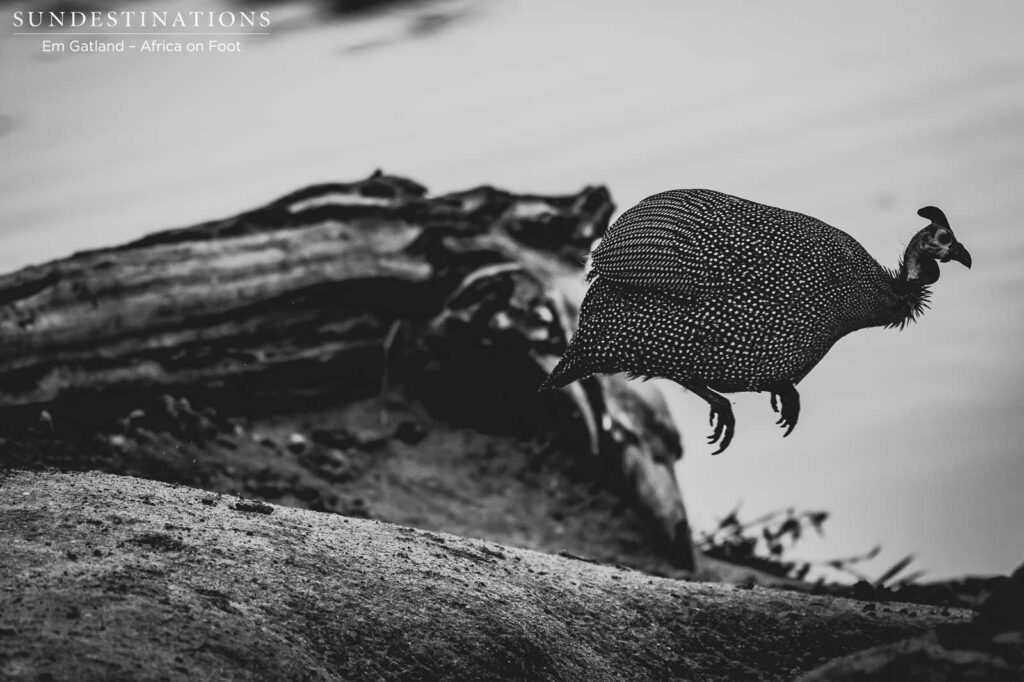 A leap of faith A leap of faith