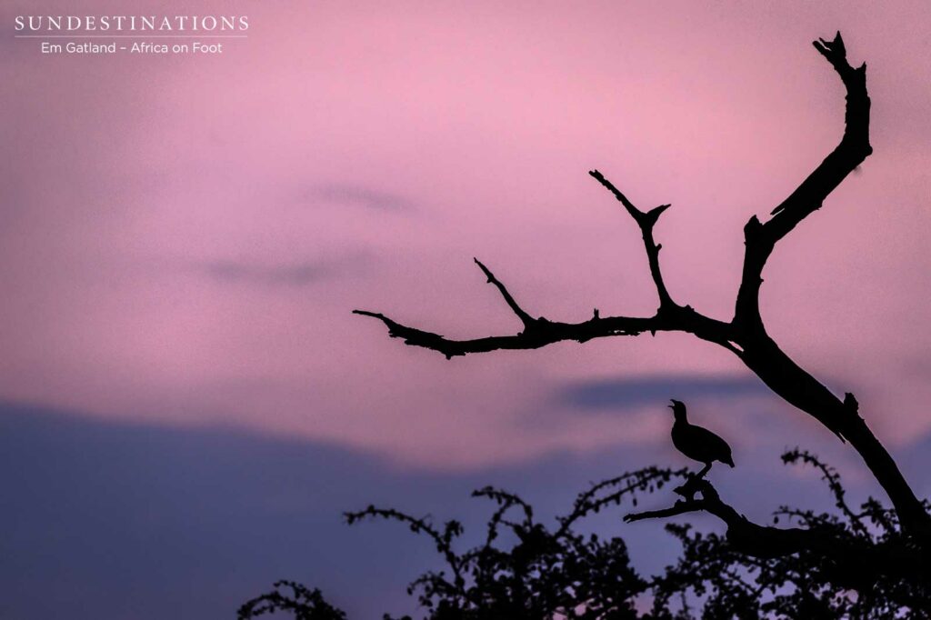 Dusk chorus: a Swainson's spurfowl belts out into the evening sky, creating a perfect silhouette Dusk chorus: a Swainson's spurfowl belts out into the evening sky, creating a perfect silhouette