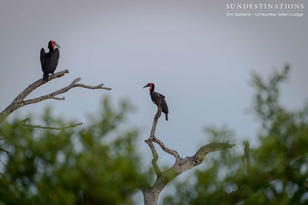 A gentle evening haze falls over the bushveld as we admire a pair of endangered ground hornbills A gentle evening haze falls over the bushveld as we admire a pair of endangered ground hornbills