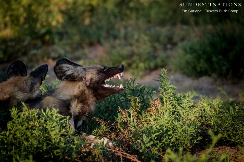 Africa's leading canids take a break before a morning hunt Africa's leading canids take a break before a morning hunt