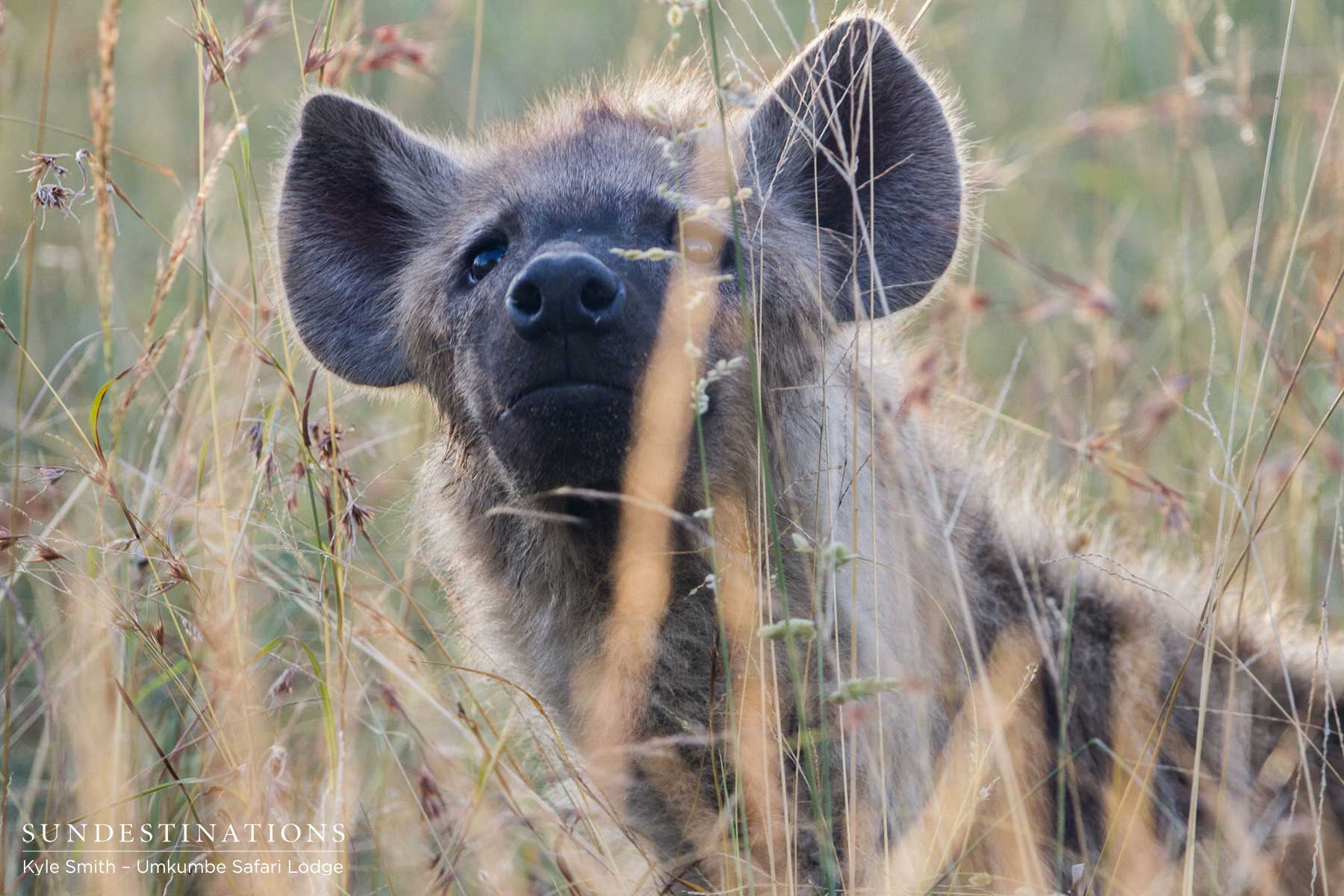 Hyena in Sabi Sand Hyena in Sabi Sand