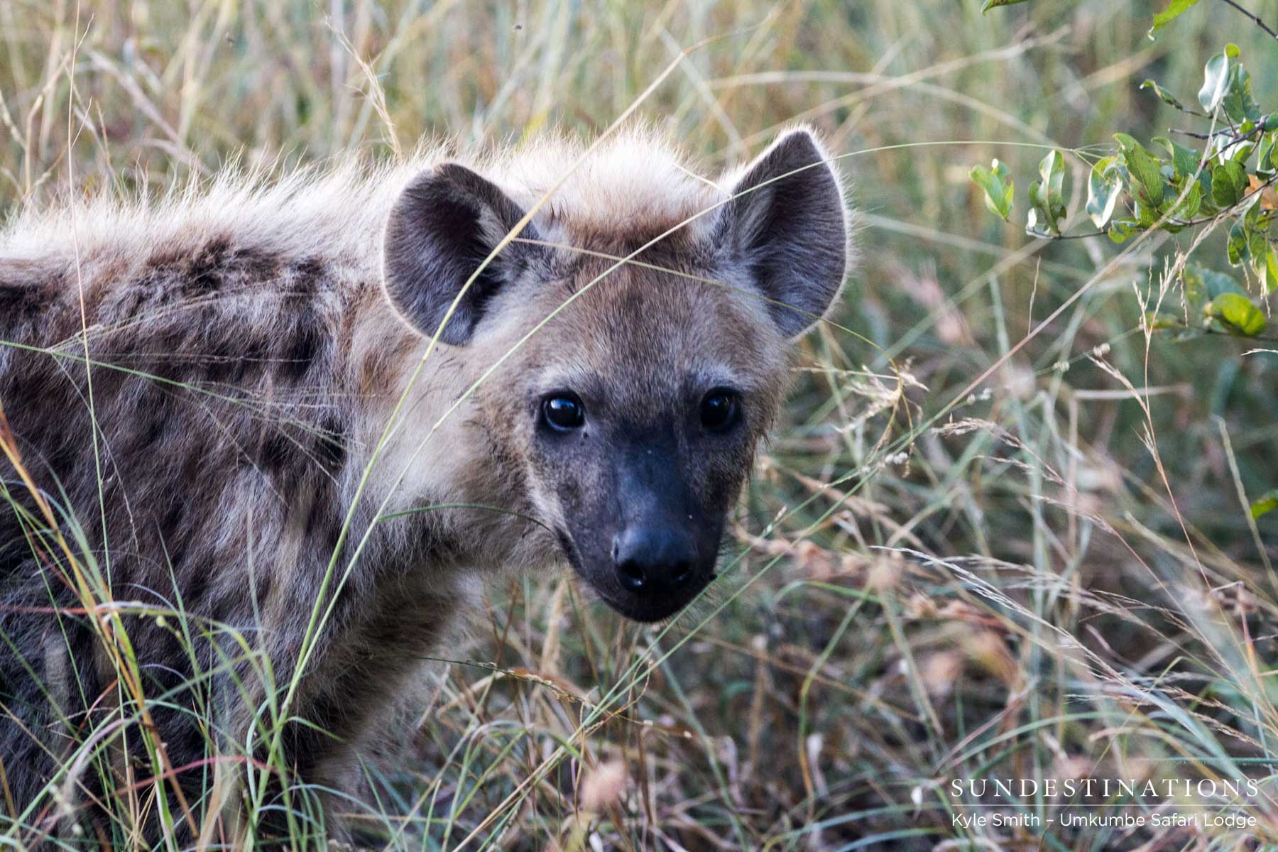 Hyena Looking for Prey Hyena Looking for Prey