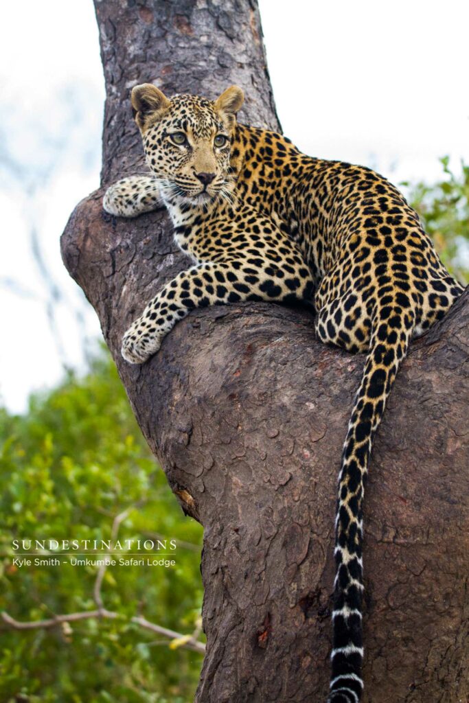 Tatowa finds a comfortable position in the bough of a marula tree and watches the activity below Tatowa finds a comfortable position in the bough of a marula tree and watches the activity below