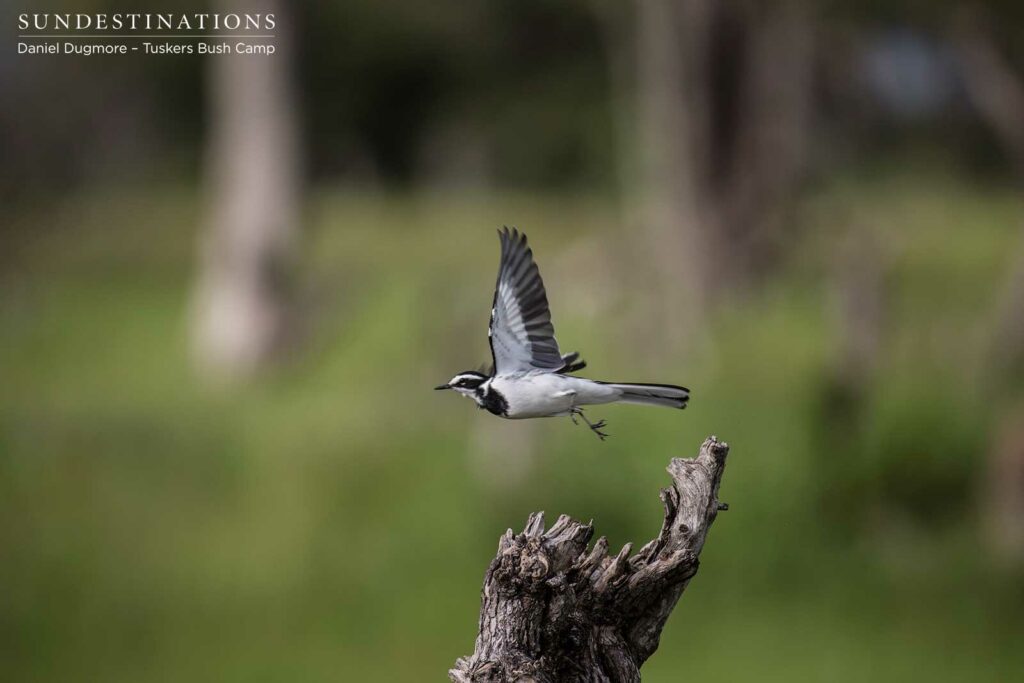 African pied wagtail African pied wagtail