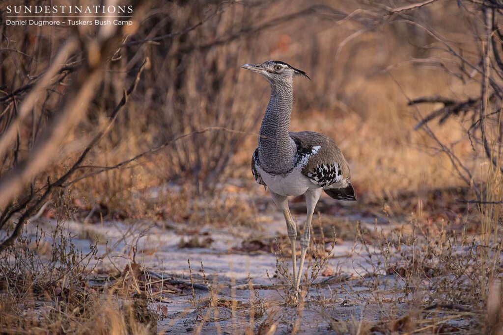 Kori bustard Kori bustard