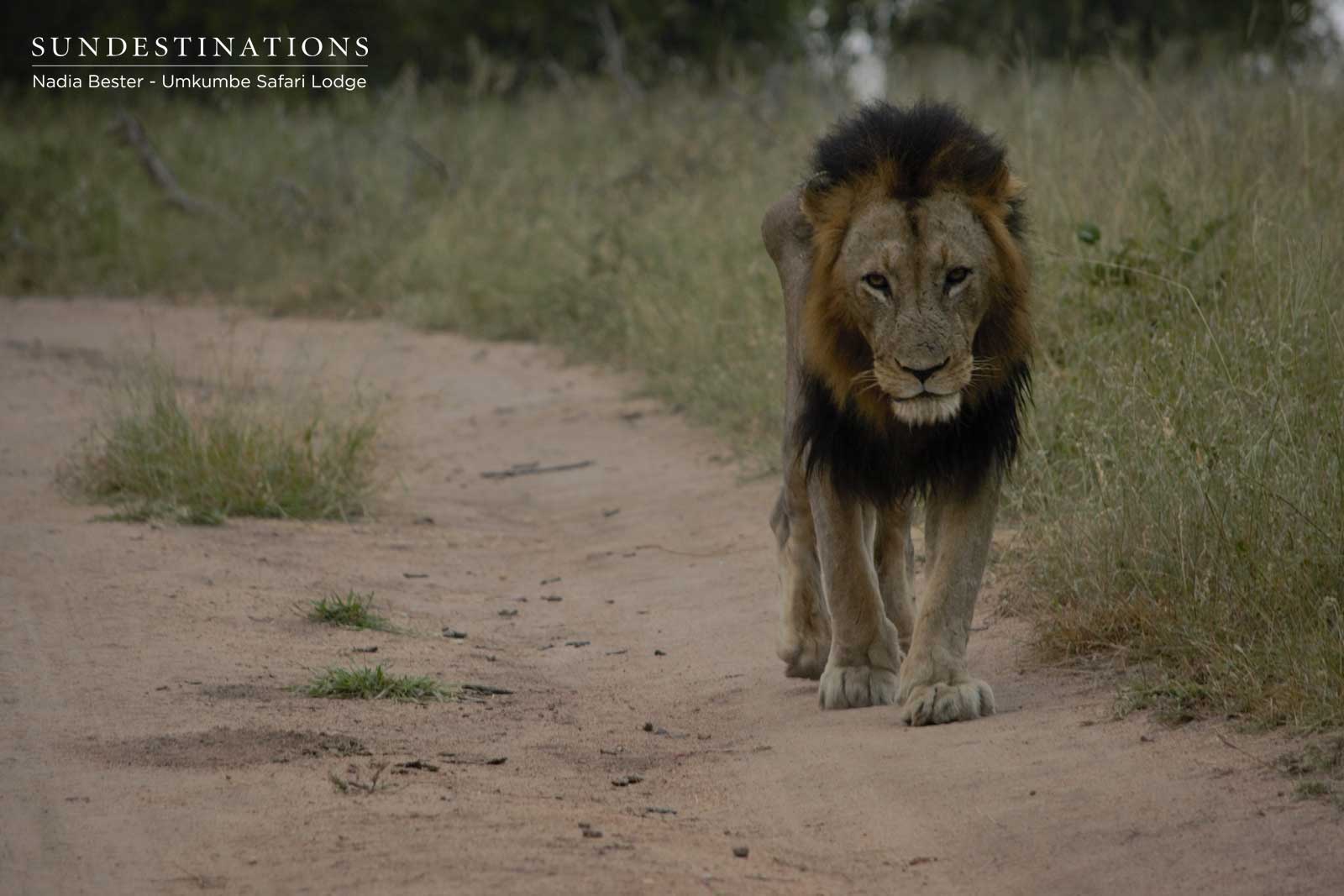 Matshapiri Male on Patrol Matshapiri Male on Patrol