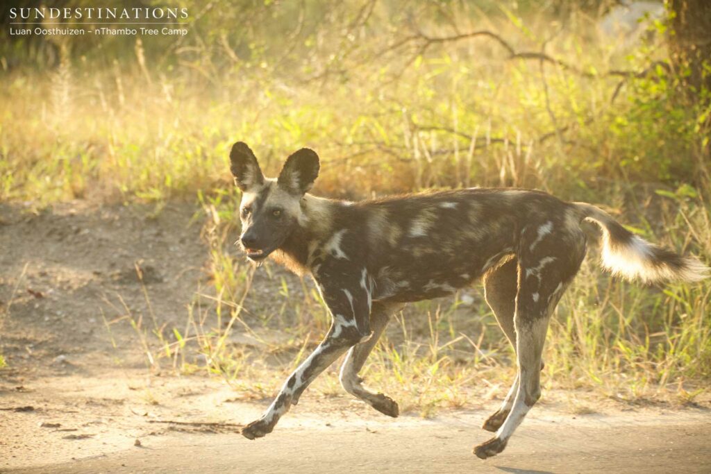 African wild dogs in Klaserie African wild dogs in Klaserie