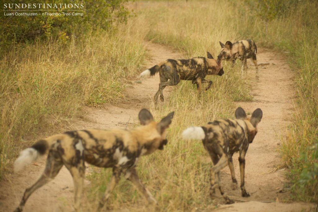 African wild dogs in Klaserie African wild dogs in Klaserie