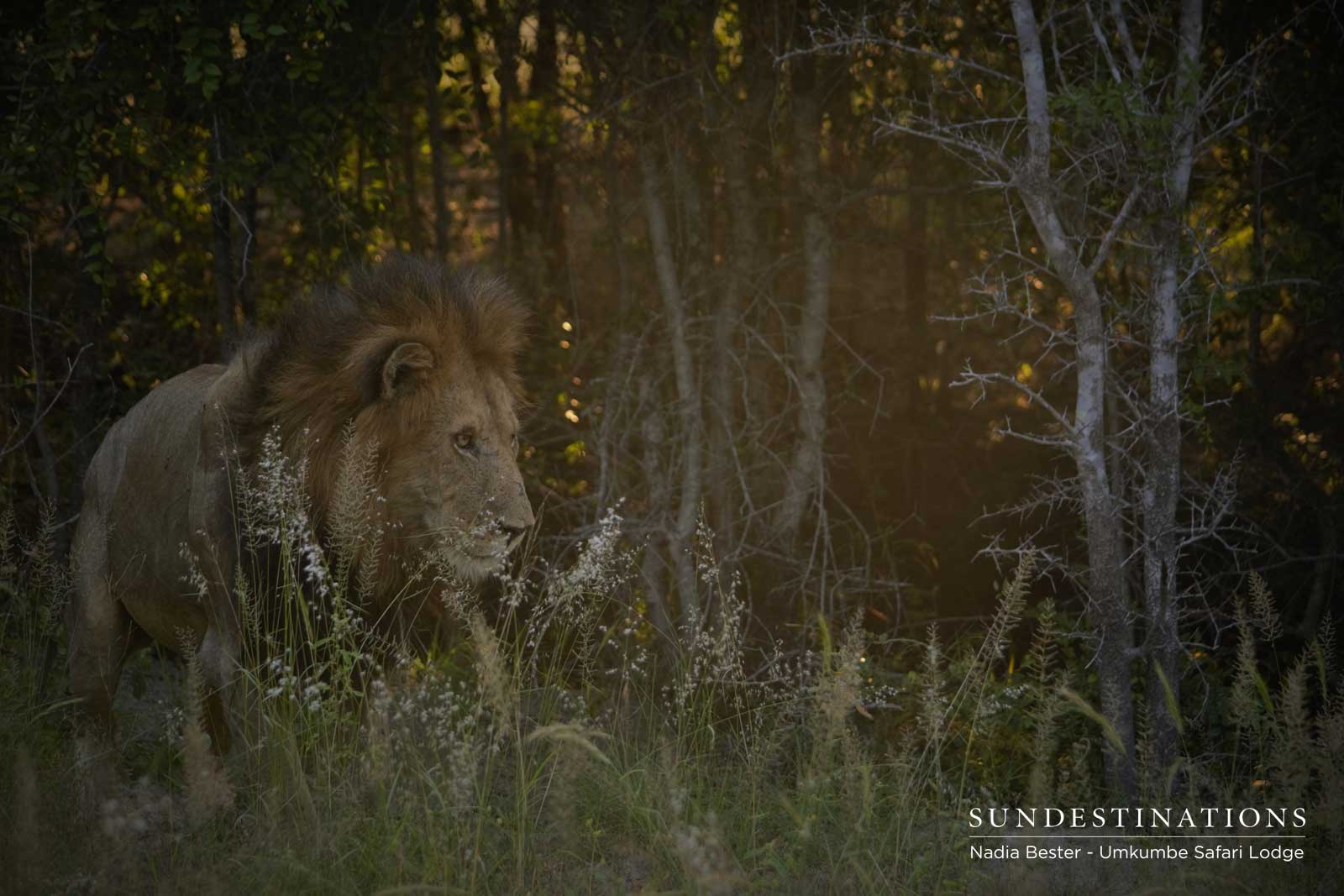 Matshapiri in Golden Light Matshapiri in Golden Light