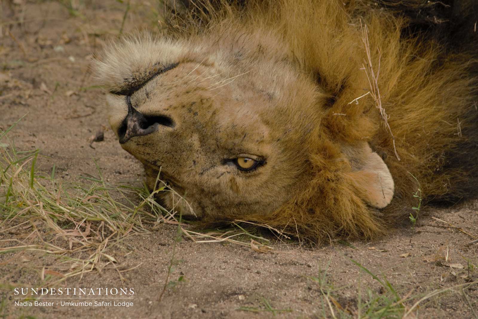 Matshapiri Male Lion Matshapiri Male Lion