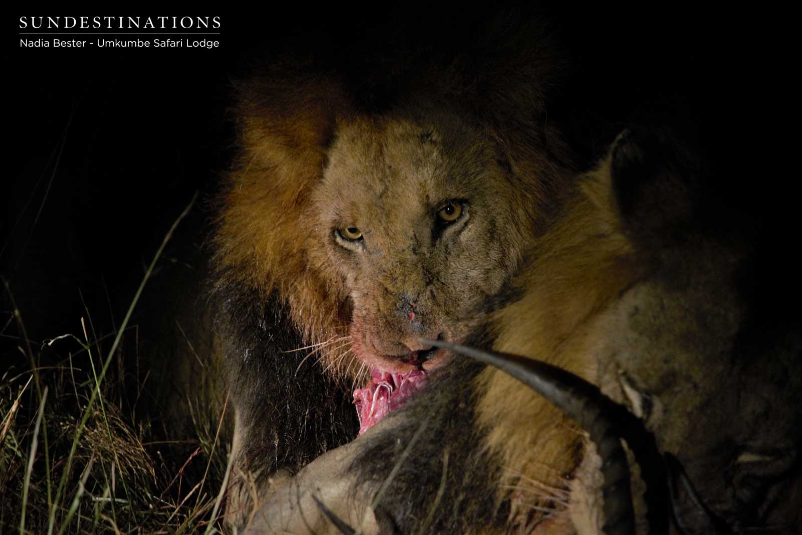 Matshapiri Lion Kill Matshapiri Lion Kill