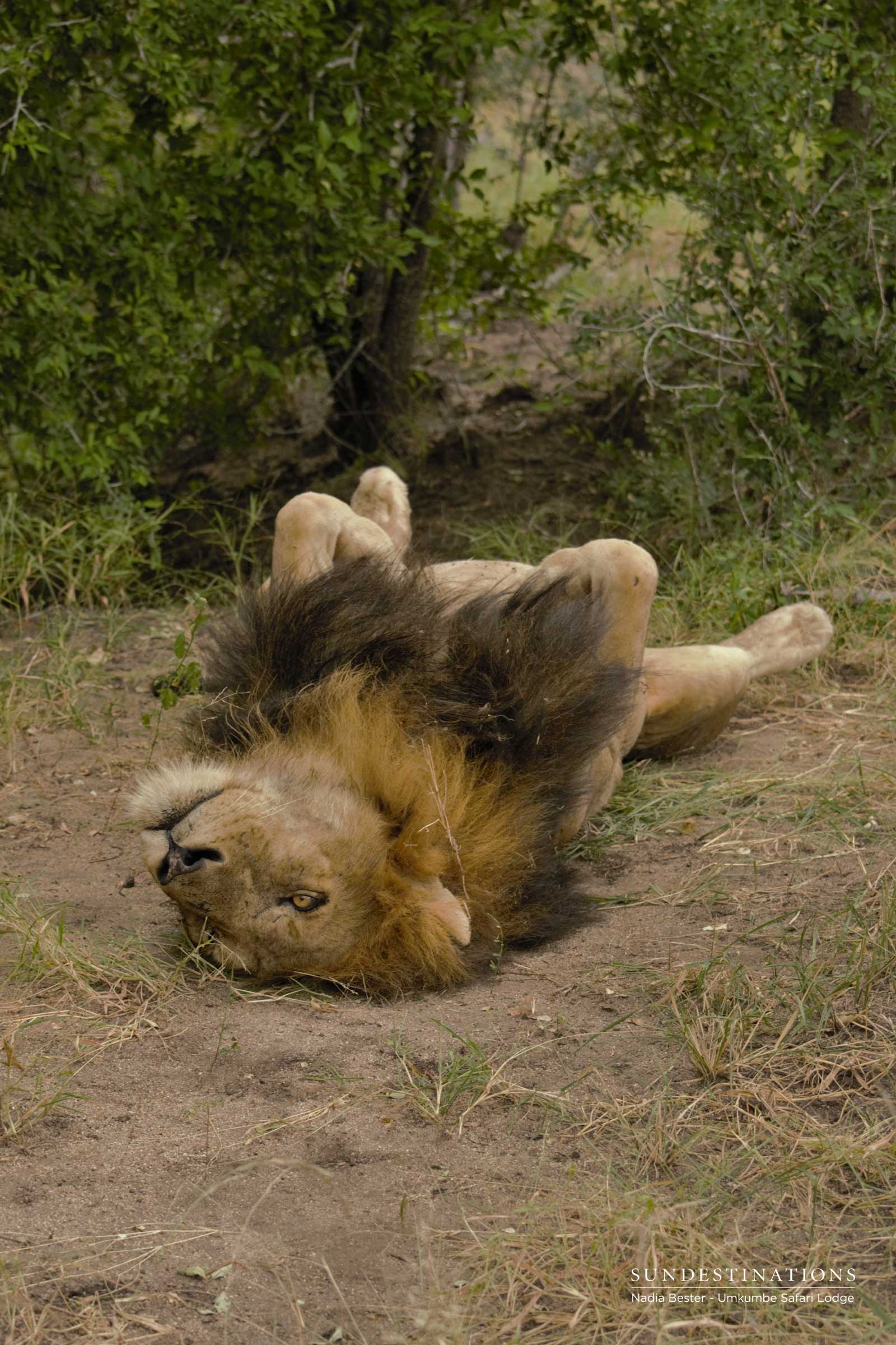 Matshipiri Male Resting Matshipiri Male Resting