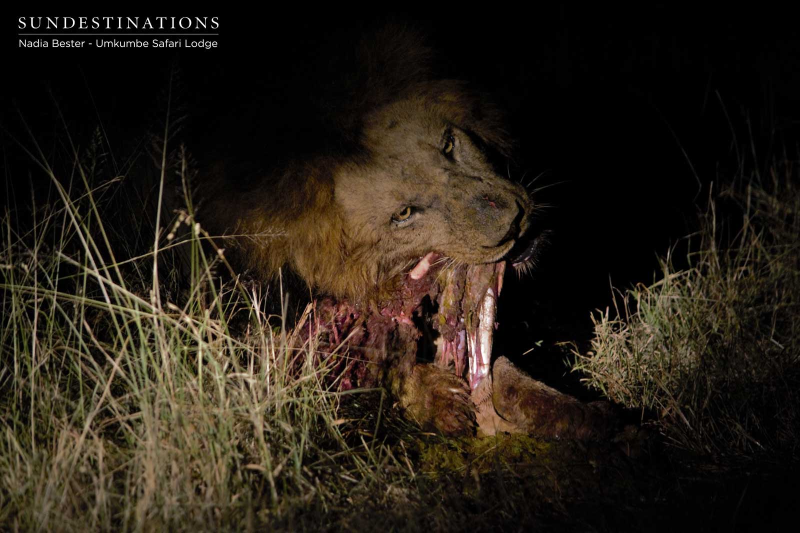 Matshipiri Male Devours Impala Matshipiri Male Devours Impala