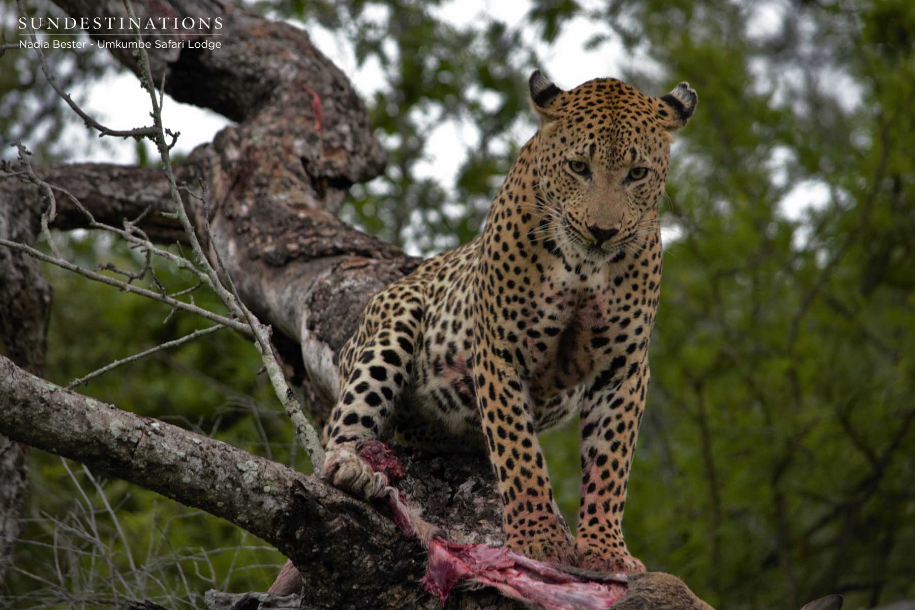 Bloodsoaked Max Bloodsoaked Max