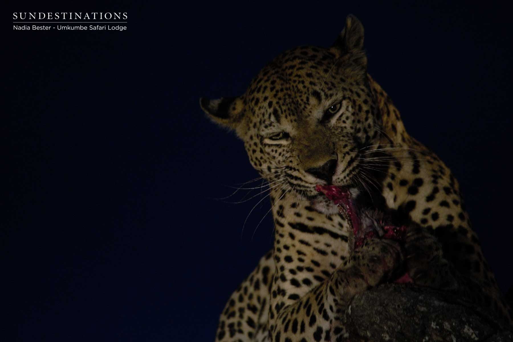 Mxabene Eating Kill Mxabene Eating Kill