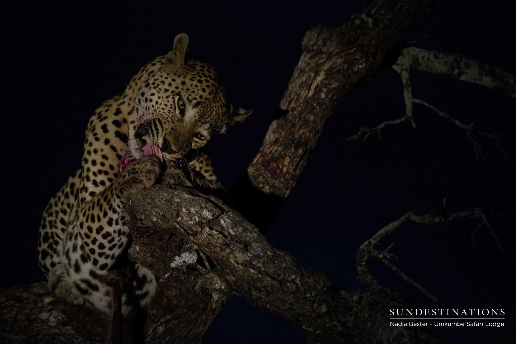 Mxabene Eating Kill - Night Mxabene Eating Kill - Night