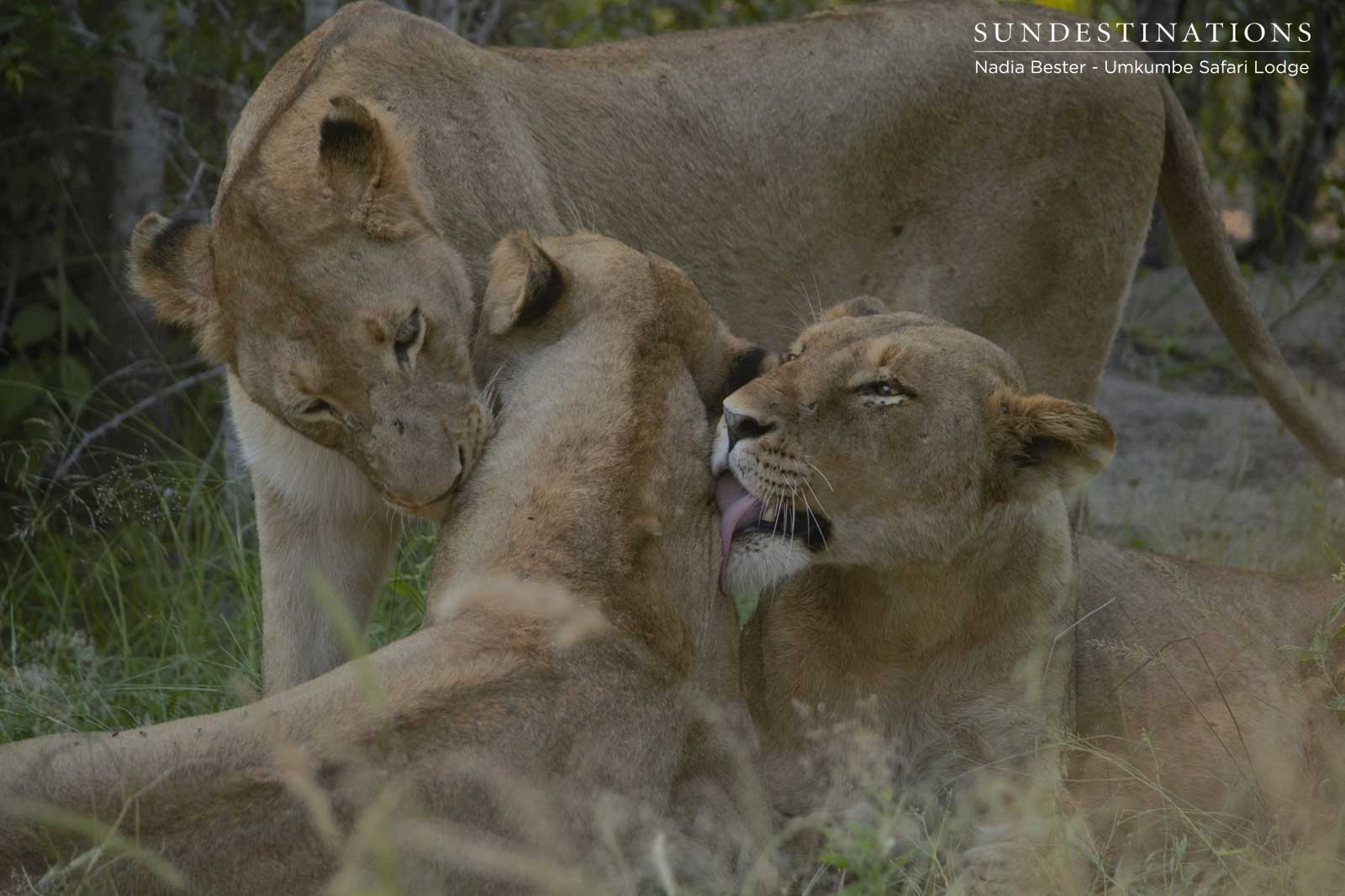 Mhangeni Lioness Mhangeni Lioness