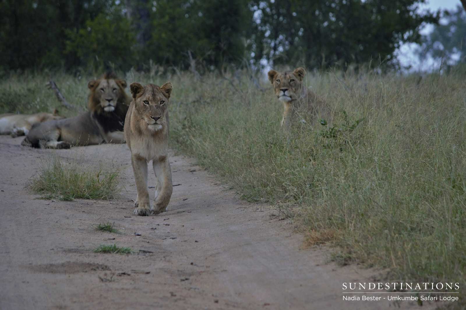 Mhangeni Lioness Road Mhangeni Lioness Road