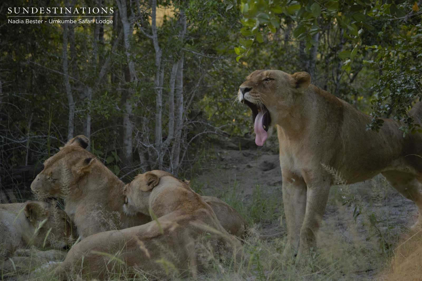 Mhangeni Lioness Yawning Mhangeni Lioness Yawning