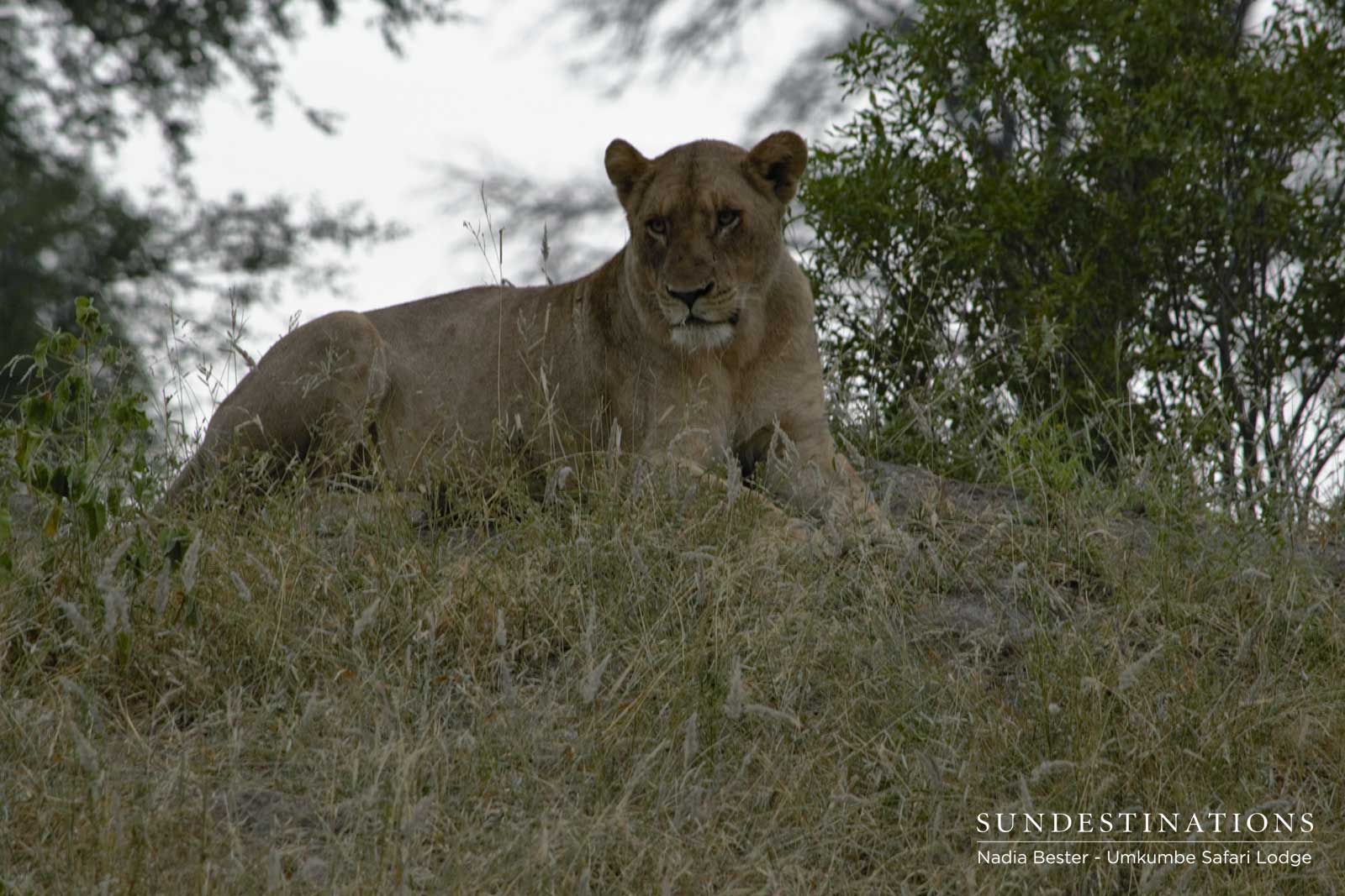 Mhangeni - Umkumbe Safari Lodge Mhangeni - Umkumbe Safari Lodge