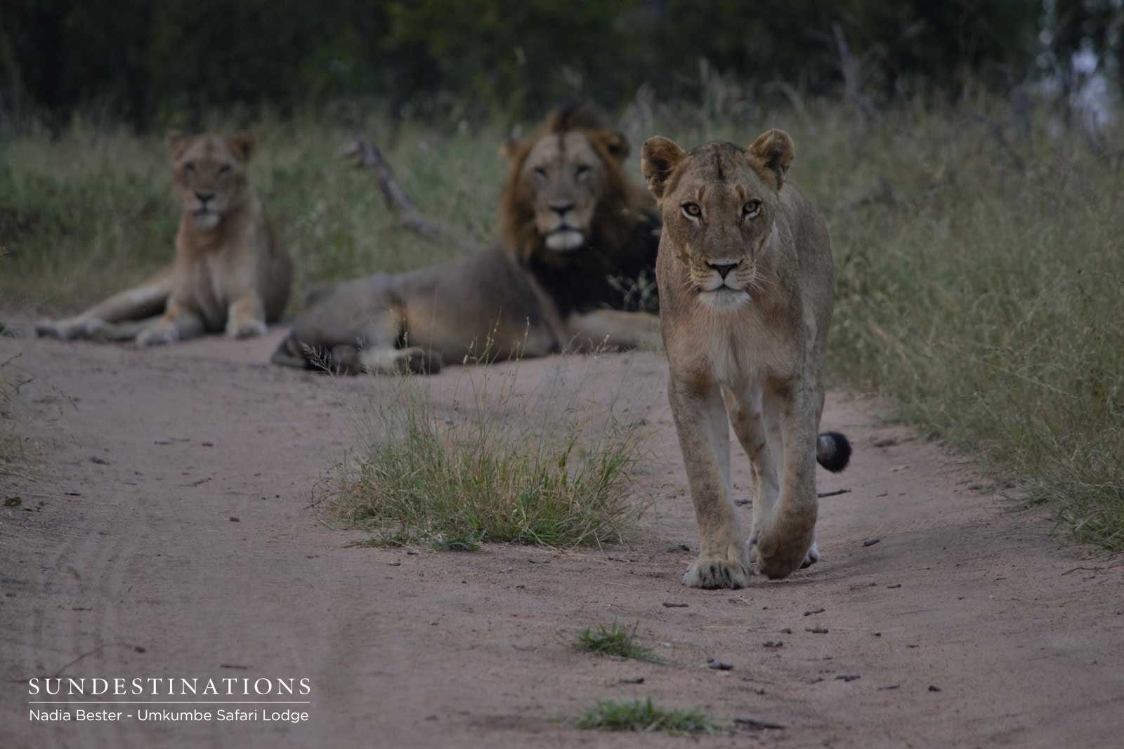 Mhangenis with Matshipiri Mhangenis with Matshipiri