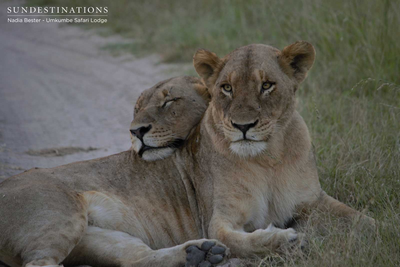 Mhangeni Lionesses Mhangeni Lionesses