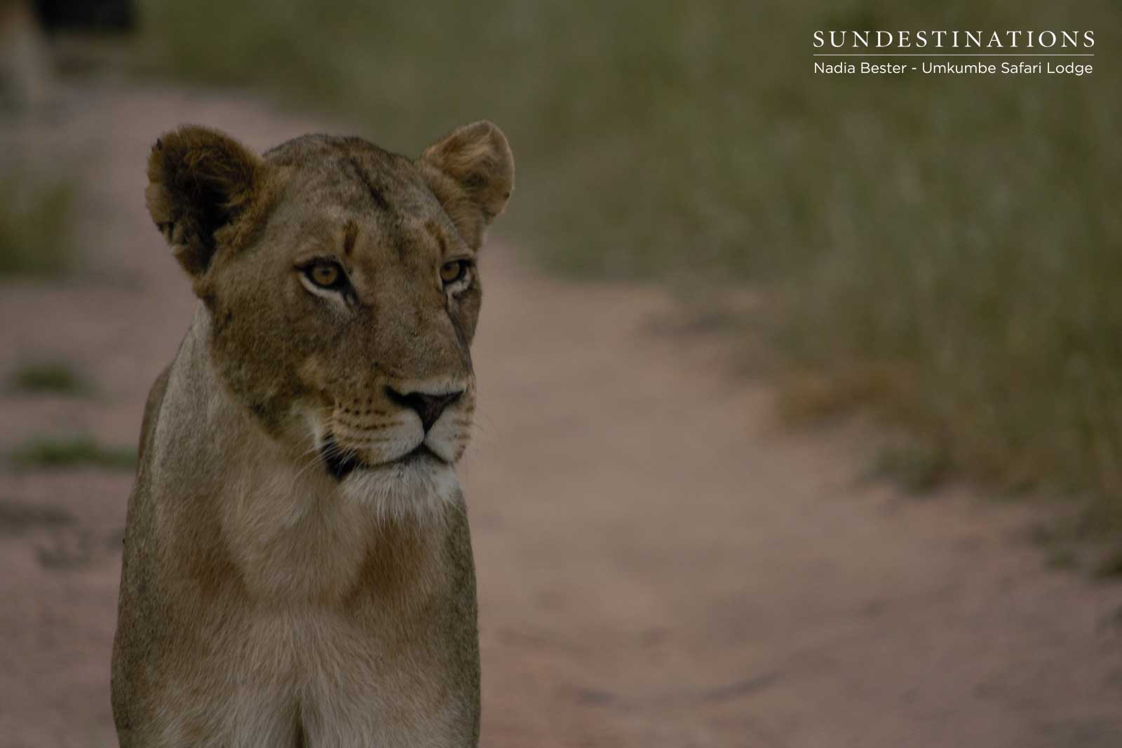 Mhangeni Lions Mhangeni Lions