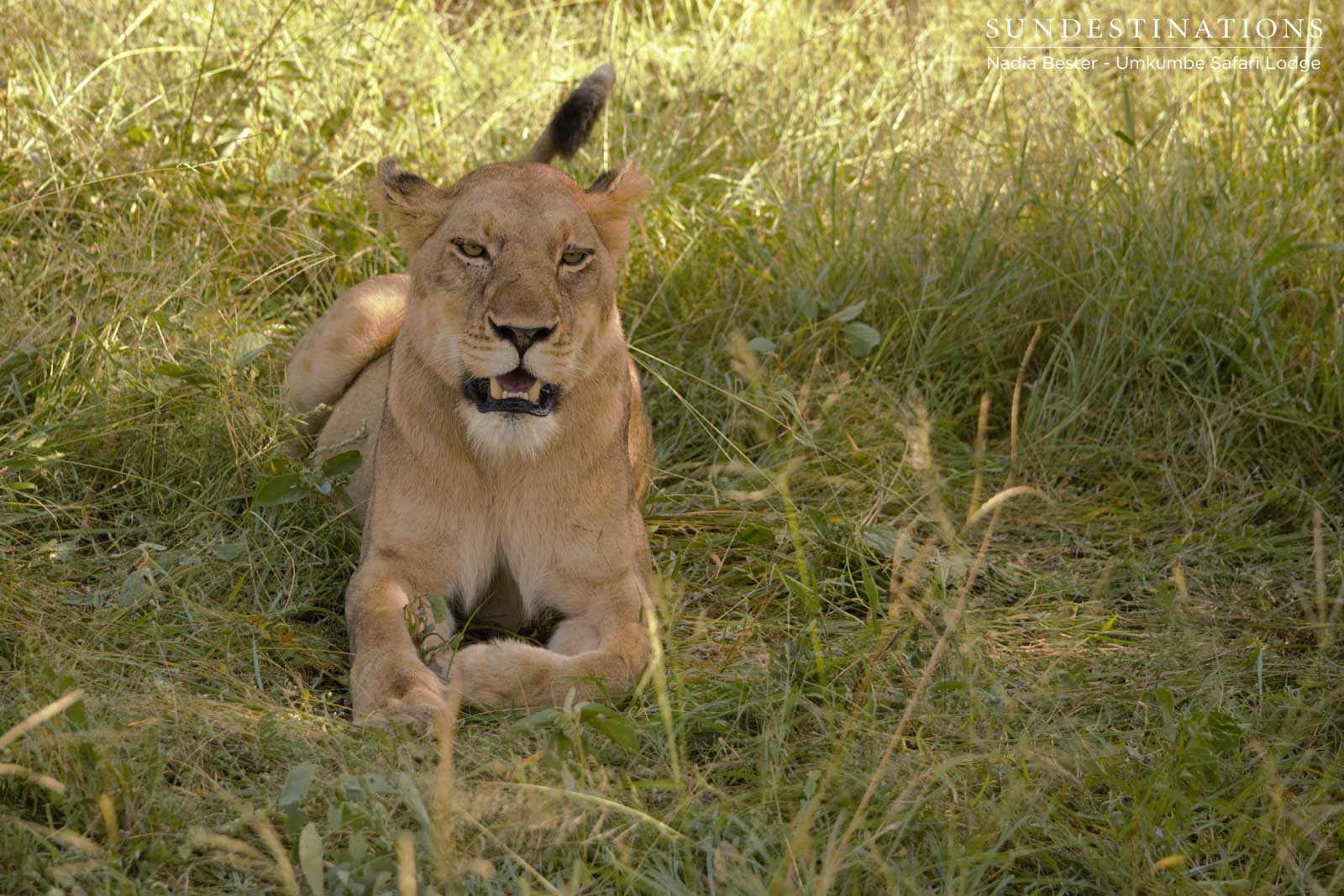 Sparta Female Umkumbe Sparta Female Umkumbe