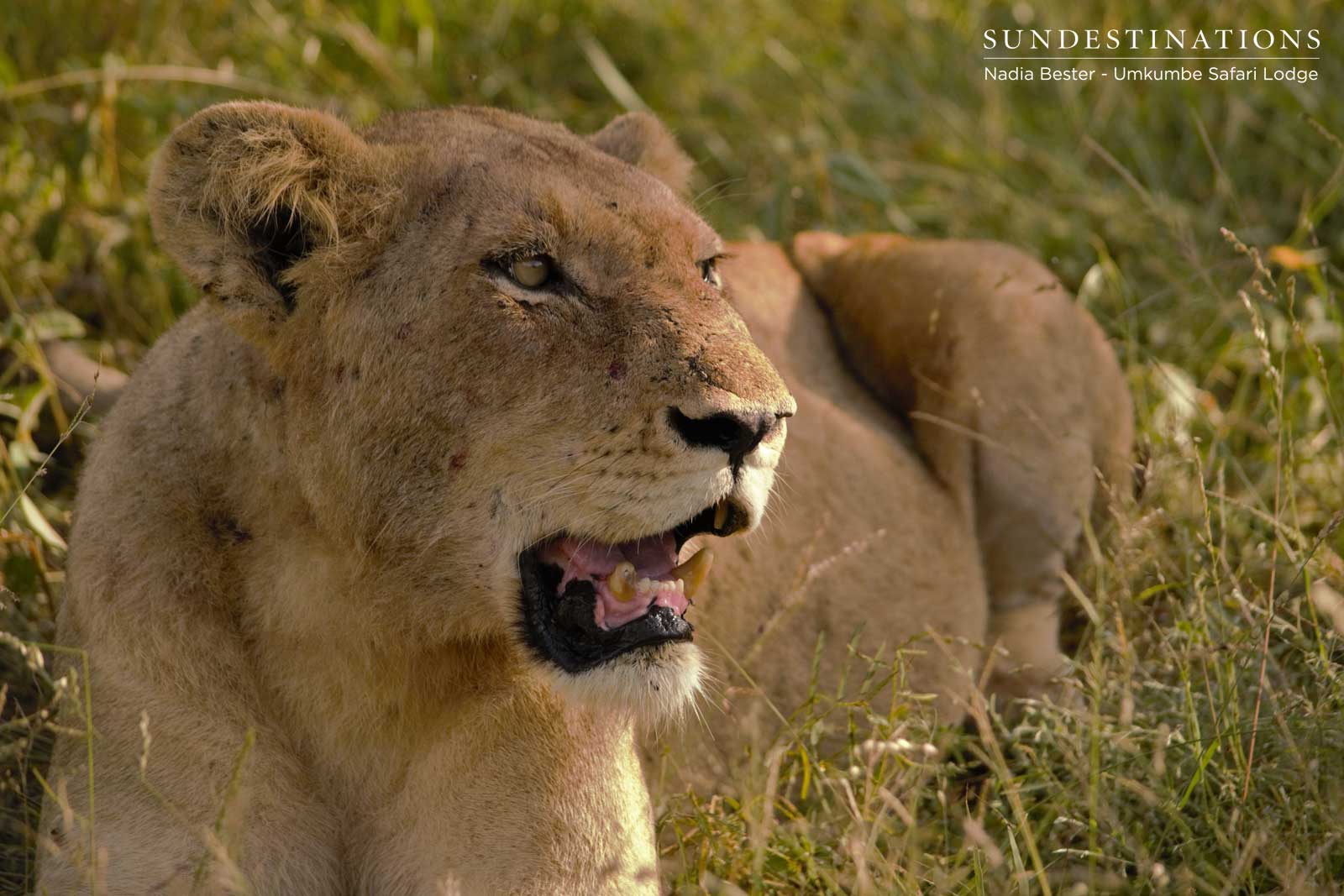 Spart Lioness at Umkumbe Spart Lioness at Umkumbe