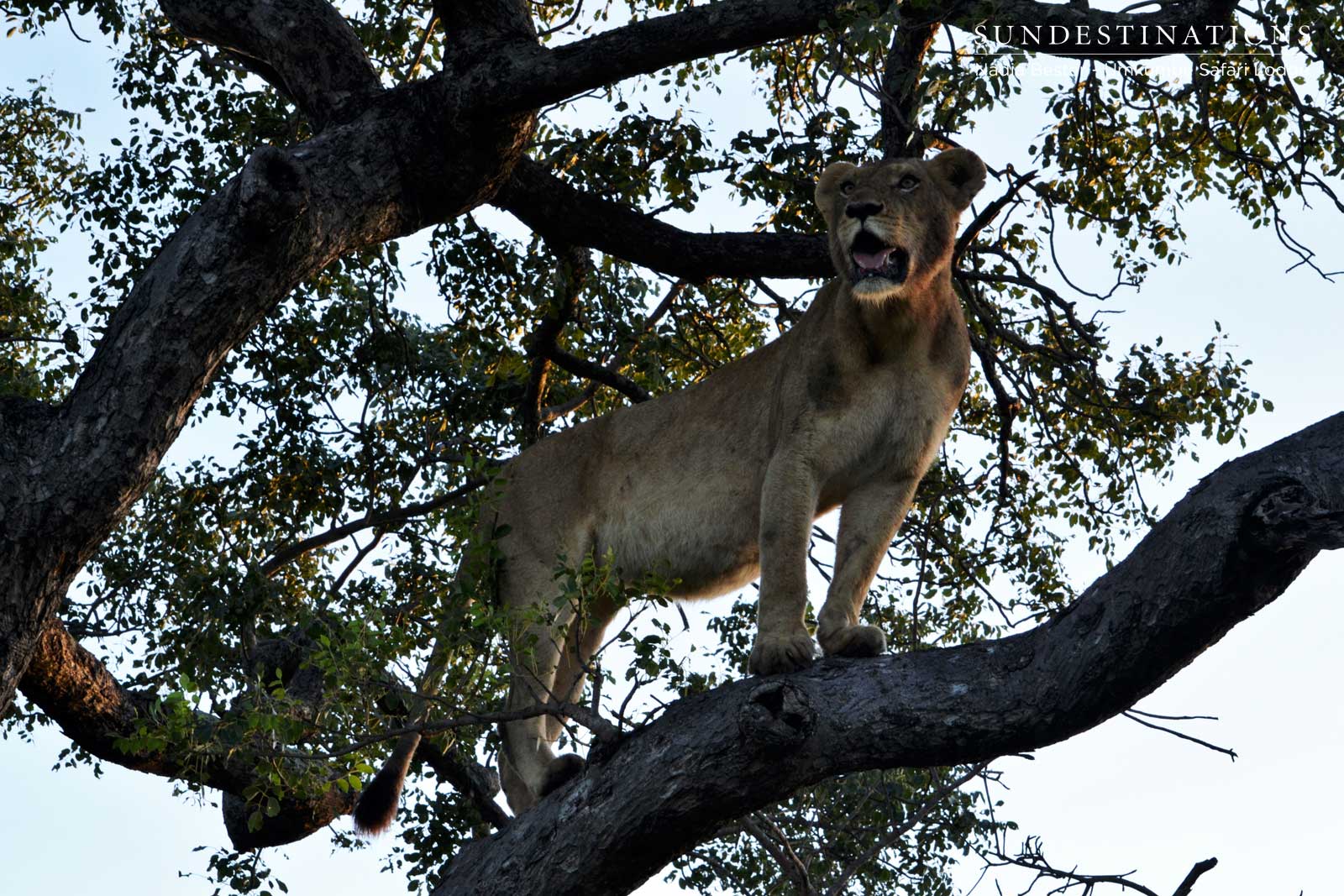 Sparta Lioness in Tree Sparta Lioness in Tree