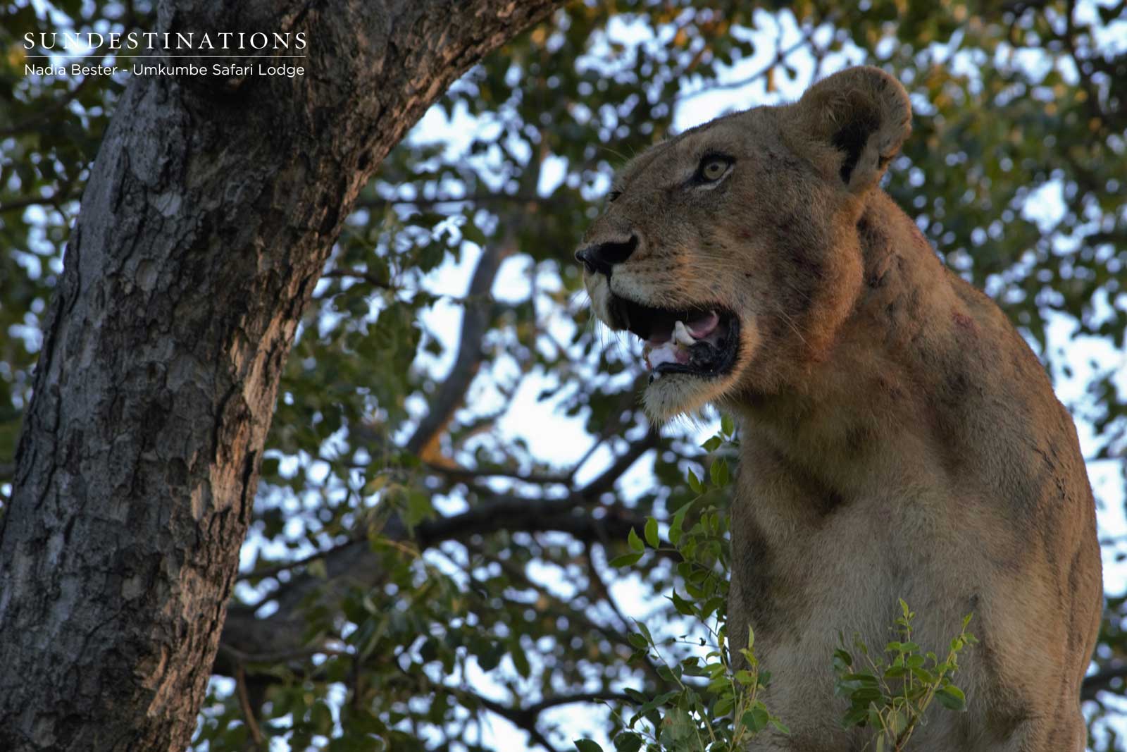 Umkumbe Sparta Lioness Sabi Sand Umkumbe Sparta Lioness Sabi Sand