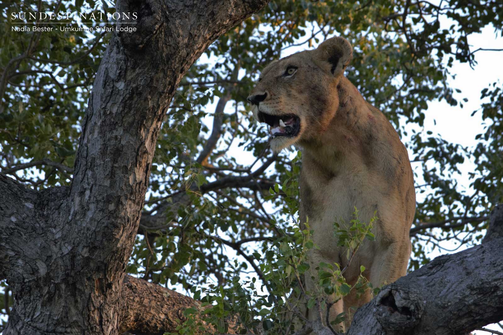 Sparta Lioness in Tree Sparta Lioness in Tree