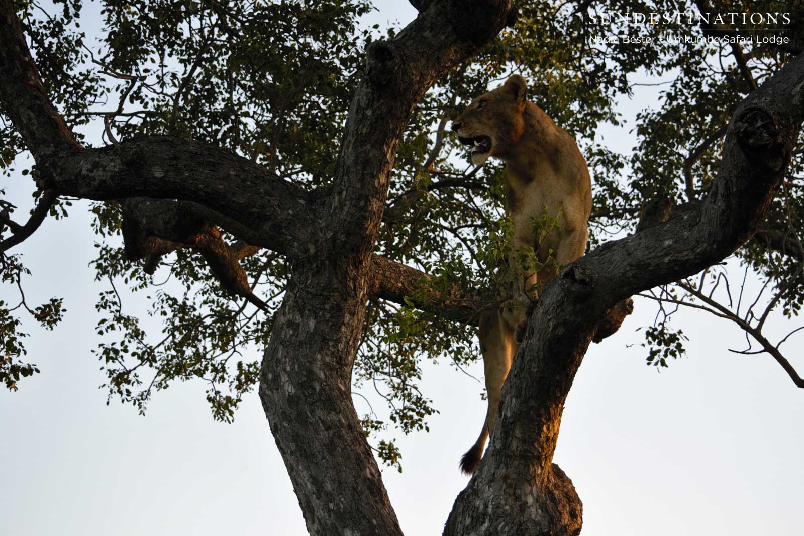 Sparta Climbing Trees Sparta Climbing Trees