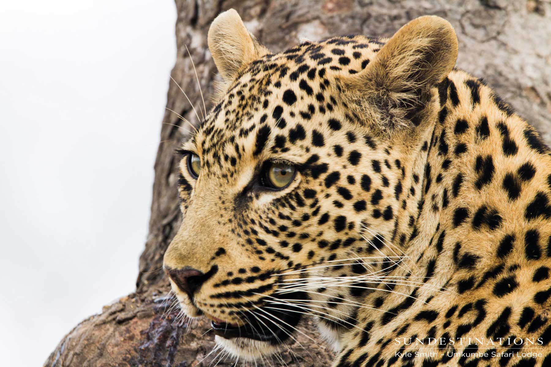 Tatowa in Tree Tatowa in Tree