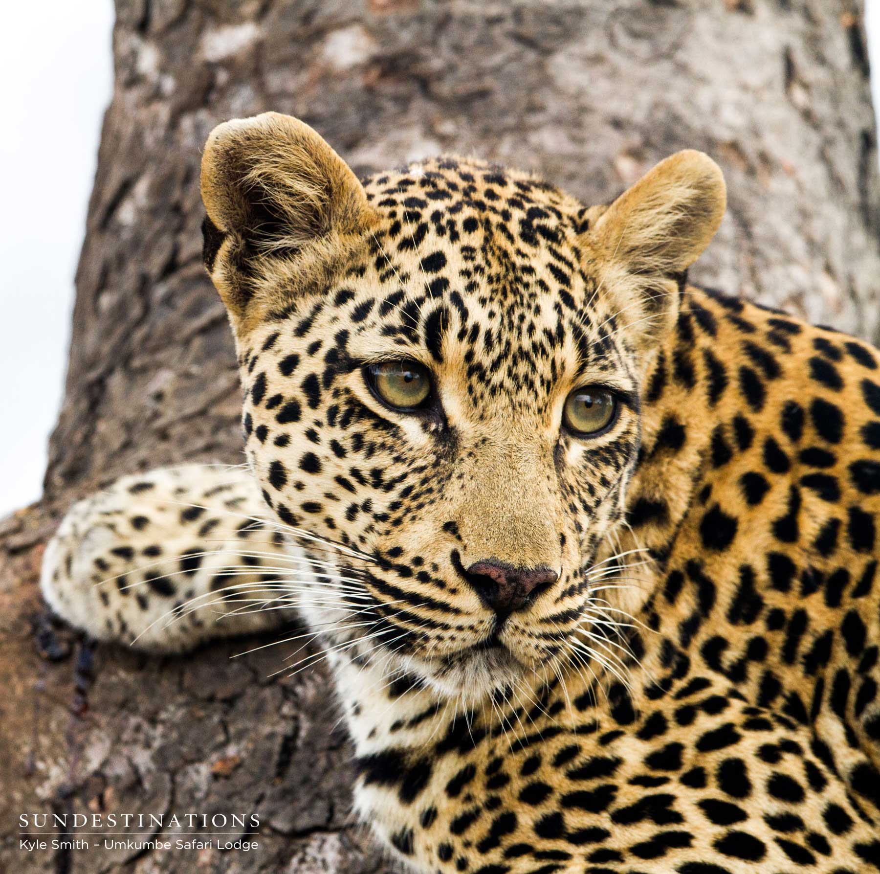 Tatowa in Tree Tatowa in Tree