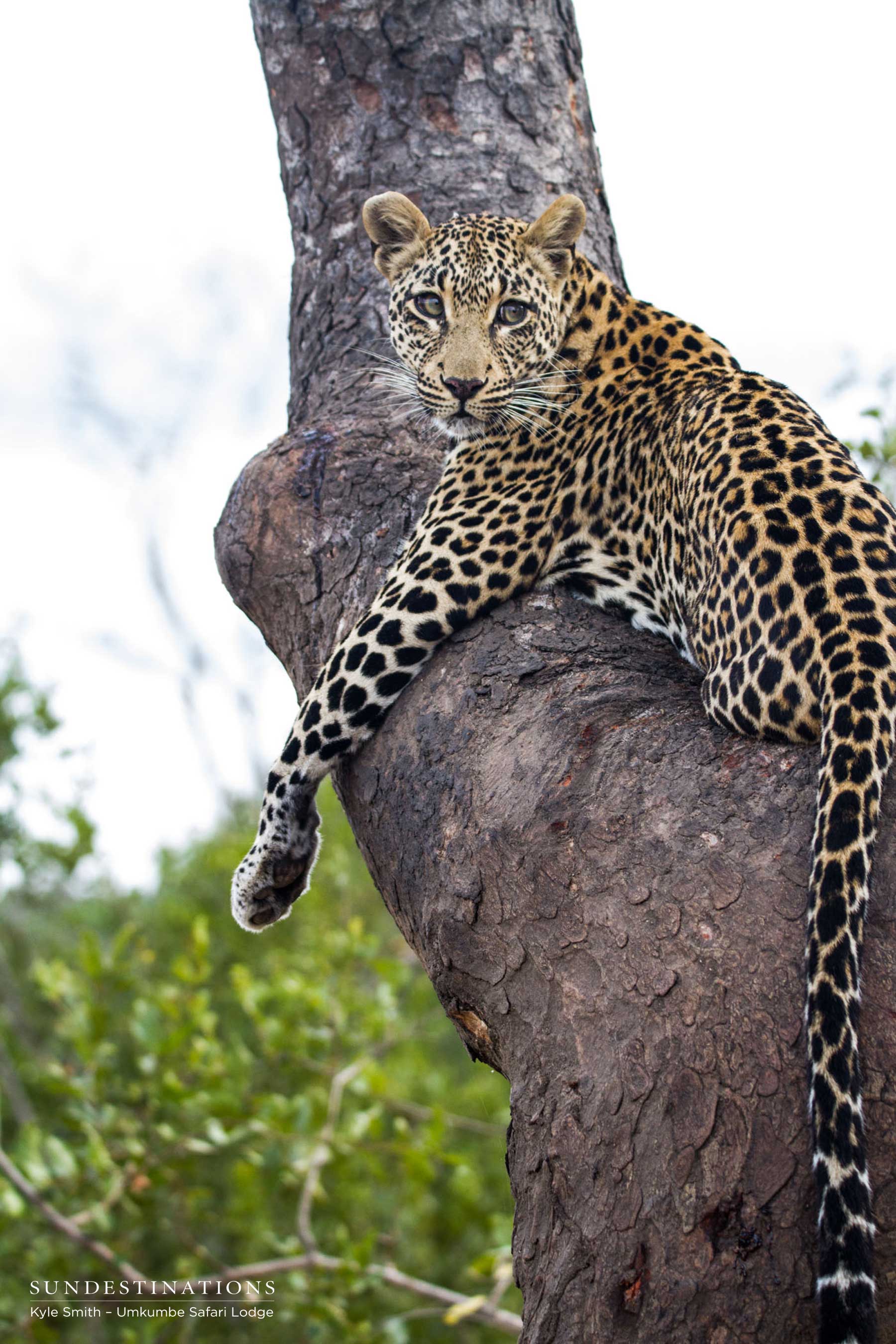 Tatowa in Tree Tatowa in Tree