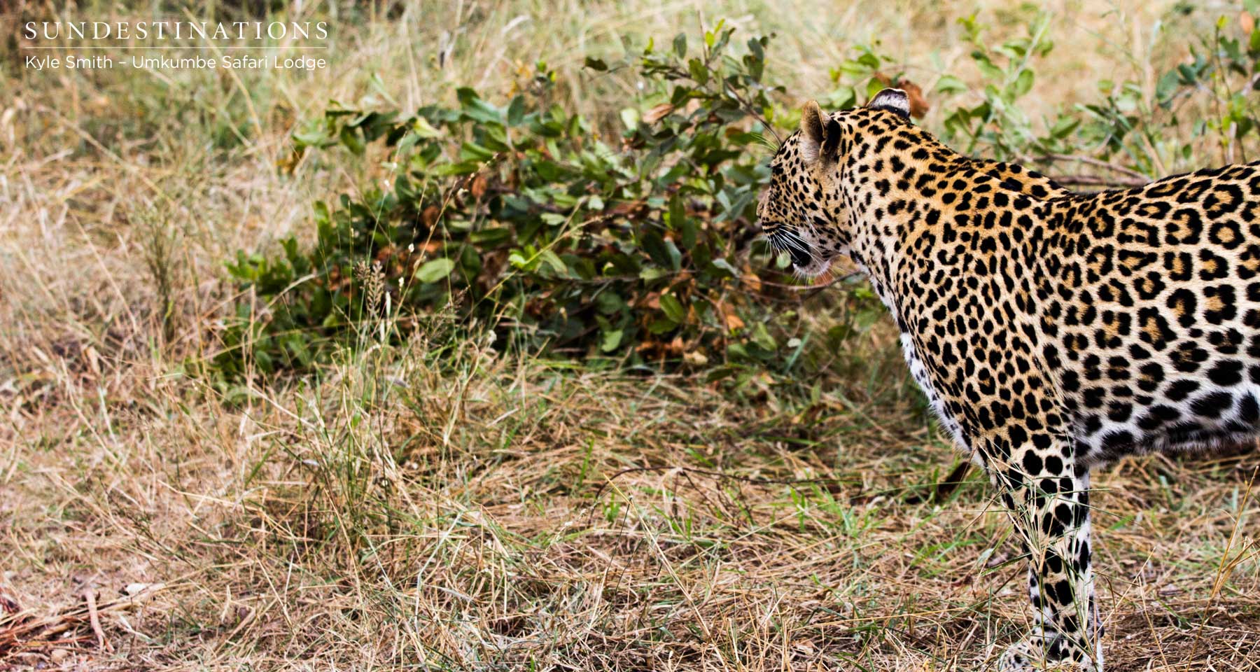 Tatowa the Leopardess Tatowa the Leopardess