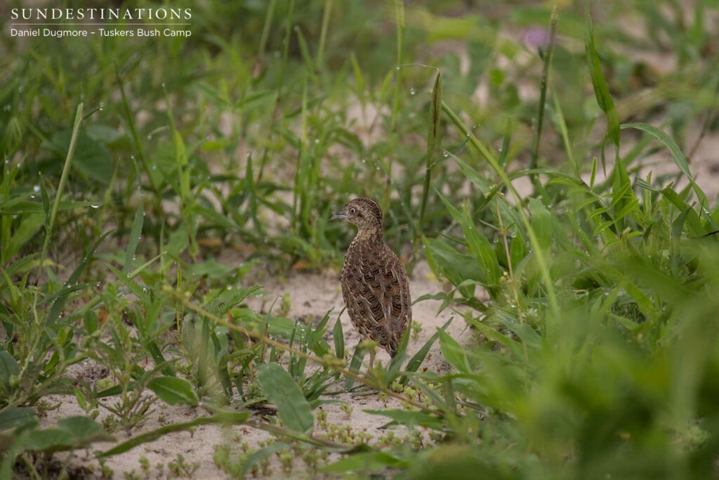 Kurricane buttonquail Kurricane buttonquail