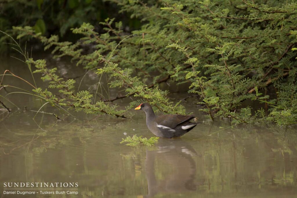 Lesser moorhen Lesser moorhen