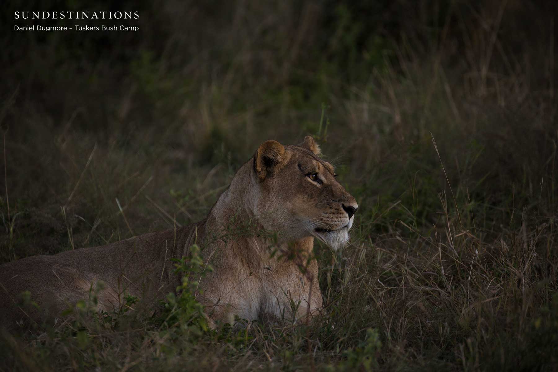 Lioness Kwatale Concession Lioness Kwatale Concession