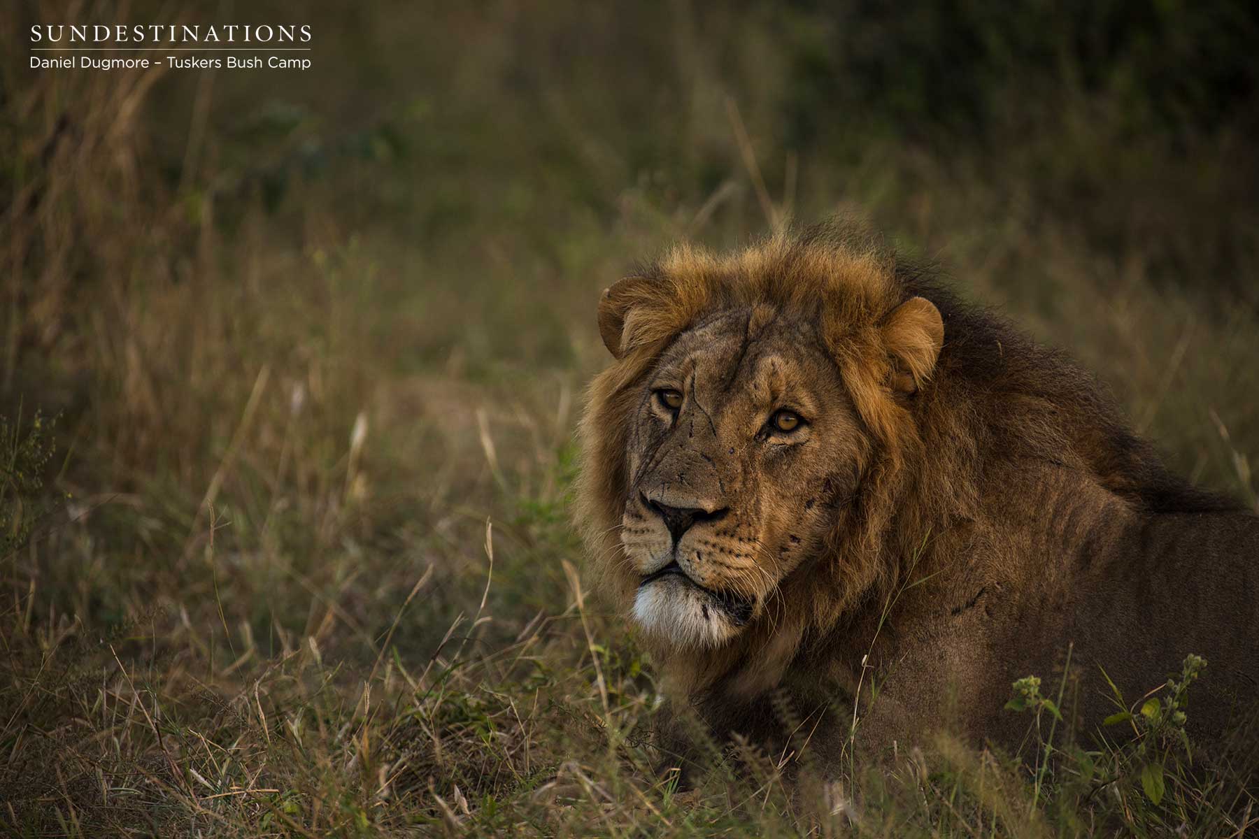 Male Lion in Kwatale Concession Botswana Male Lion in Kwatale Concession Botswana