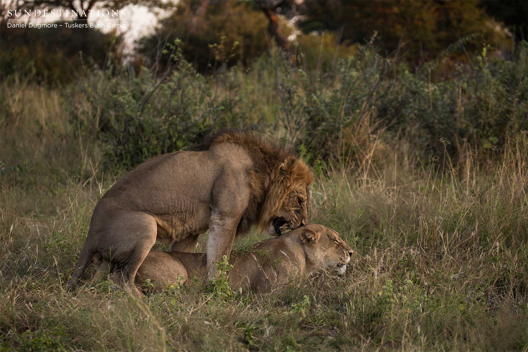 Lions at Tuskers Bush Camp Mating Lions at Tuskers Bush Camp Mating