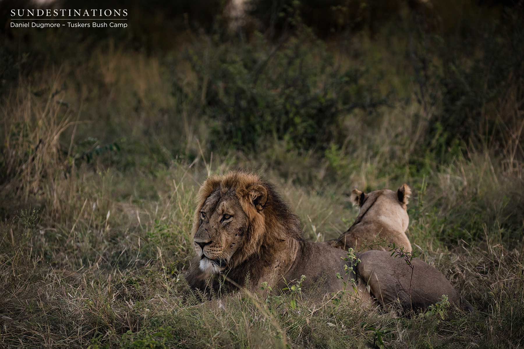 In Between Mating Sessions In Between Mating Sessions