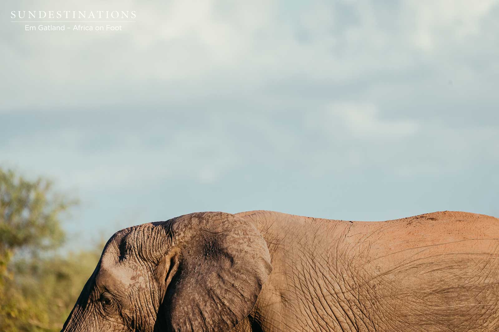 Africa on Foot Elephant Africa on Foot Elephant