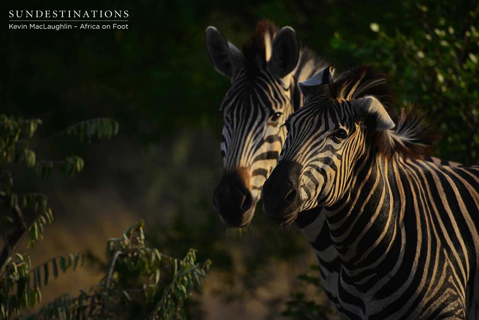 Africa on Foot Zebra Africa on Foot Zebra