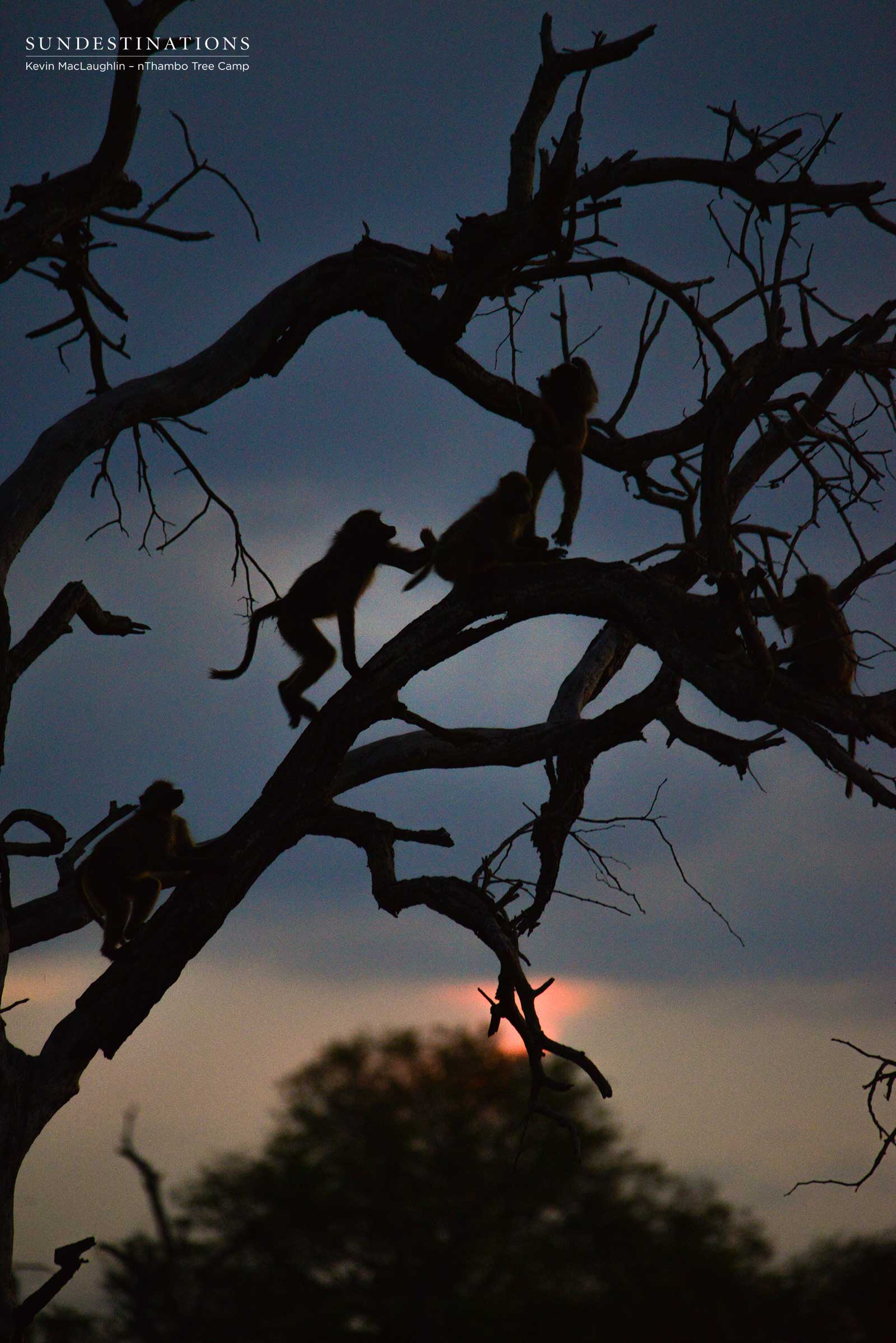 nThambo Baboons at Night nThambo Baboons at Night