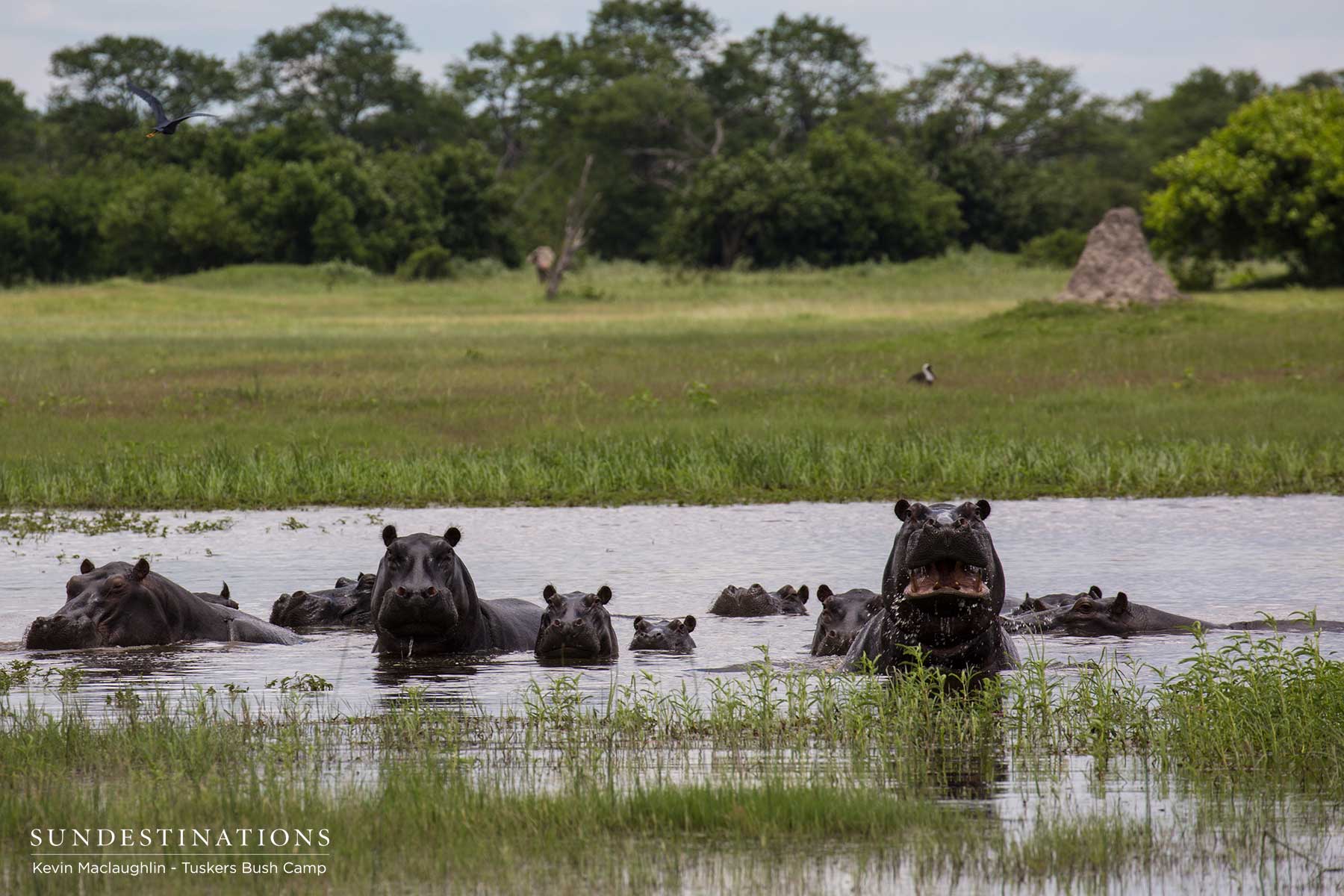 Hippo Xobega Island Camp Hippo Xobega Island Camp