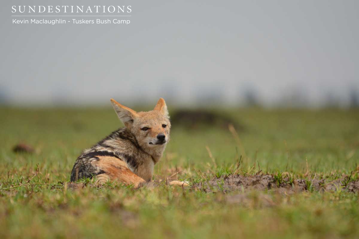 Jackal Tuskers Bush Camp Jackal Tuskers Bush Camp