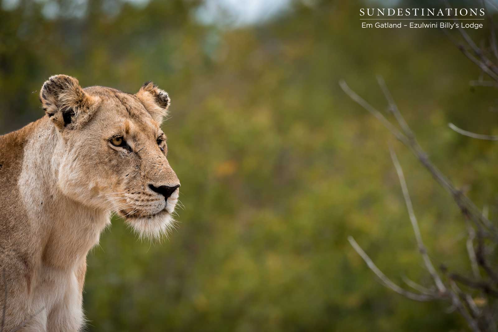 Lioness Ezulwini Game Lodges Lioness Ezulwini Game Lodges