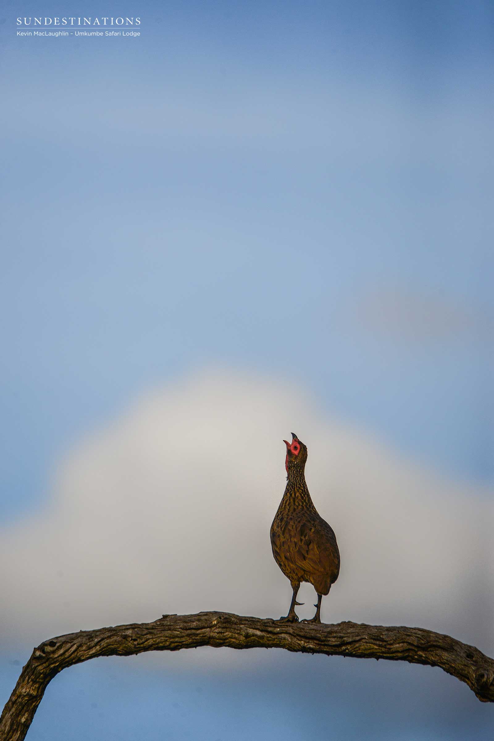 Swanson's Spurfowl Umkumbe Swanson's Spurfowl Umkumbe